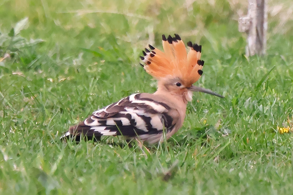 Hoopoe